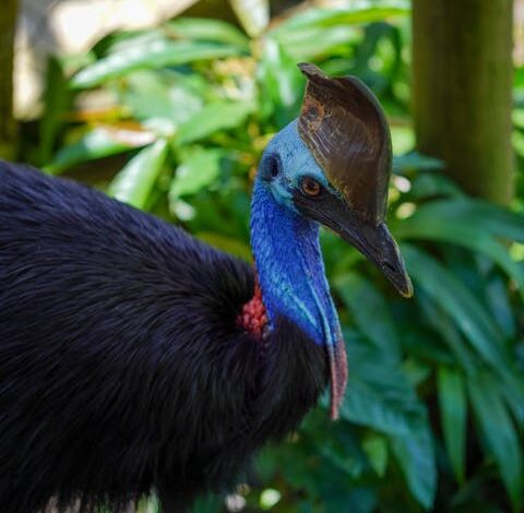 Meet the World's Most Dangerous Birds: Nature's Feathered Predators